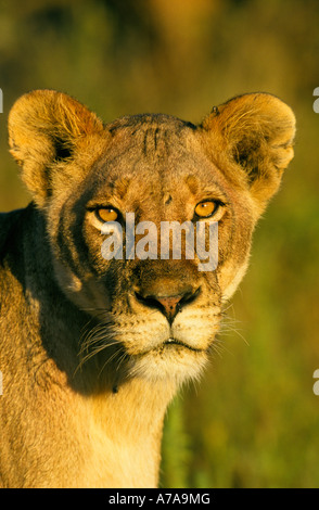 Porträt eines weiblichen Löwen Kruger National Park Mpumalanga Südafrika Stockfoto