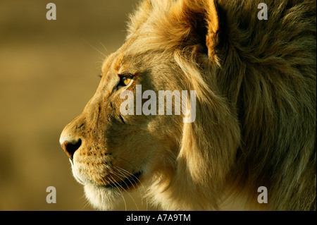 Engen männlicher Löwe Porträt mit einer blonden Mähne Kgalagadi Transfrontier Park Northern Cape in Südafrika Stockfoto