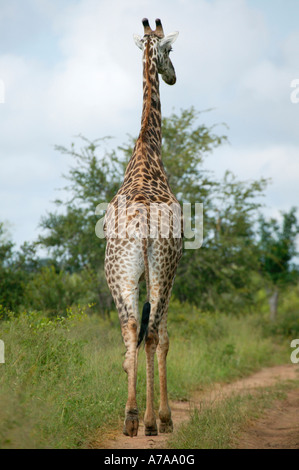 Eine einsame Giraffe zu Fuß entfernt von der Kamera Sabi Sand Game Reserve Mpumalanga in Südafrika Stockfoto