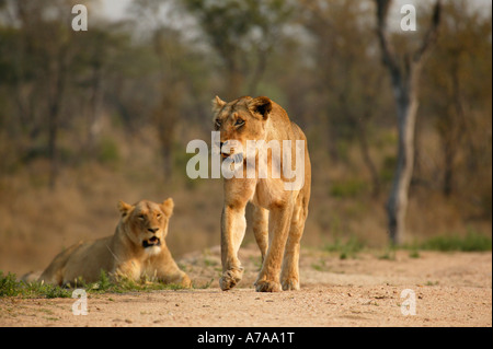 Eine Löwin zu Fuß in Richtung der Kamera mit einem anderen Blick auf Sabi Sand Game Reserve Mpumalanga in Südafrika Stockfoto