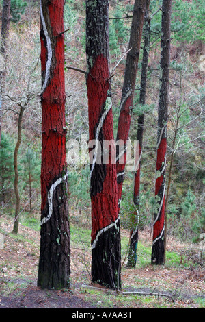 Agustin Ibarrolas gemalte Wald, Vizcaya, Spanien Stockfoto