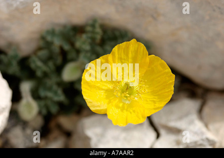 Rhätische Mohn Stockfoto