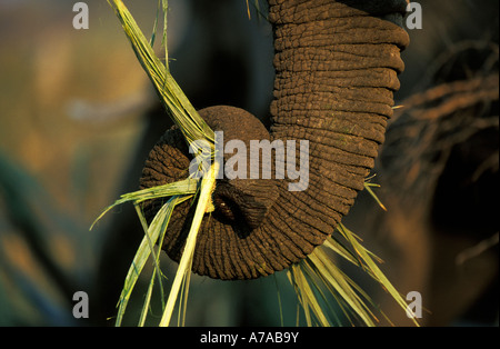 Nahaufnahme der Elefantenrüssel, wie es ernährt sich von einem Palmblatt Okavango Delta, Botswana Stockfoto