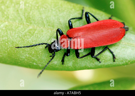 Scarlet Fire Beetle Kardinal Käfer Stockfoto