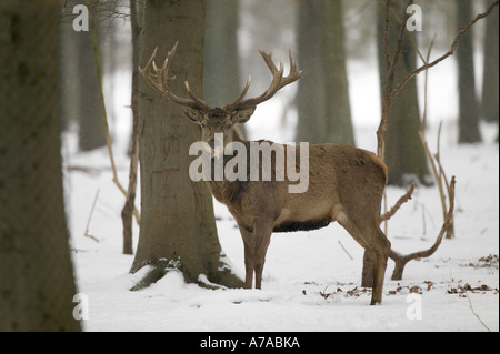 Rothirsch im verschneiten Wetter Stockfoto