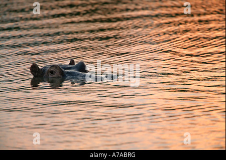 Nilpferd im Wasser in der Abenddämmerung mit nur die obere Hälfte des Kopfes überstehenden Sabi Sand Game Reserve Mpumalanga Stockfoto