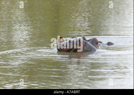 Nilpferd-Mutter und Baby im Wasser mit nur ihre Köpfe hervorstehenden Sabi Sand Game Reserve Mpumalanga in Südafrika Stockfoto