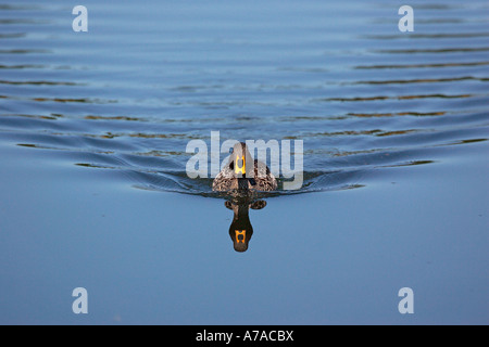 Kopf auf Blick auf gelb abgerechnet Ente schwimmen direkt auf die Kamera verlassen Spuren der Wellen hinter Stockfoto