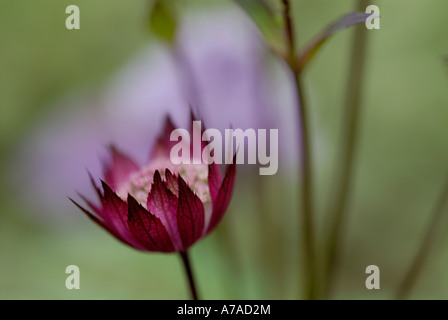 Astrantia major 'Hadspen Blood' Stockfoto