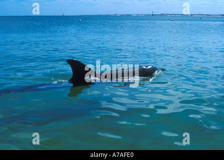 DELPHIN IM MEER IN DER NÄHE VON STRAND VON KOOBANA BAY BUNBURY WESTERN AUSTRALIA, AUSTRALIA Stockfoto