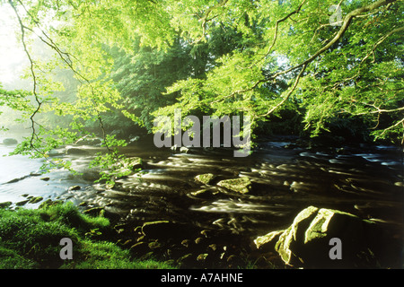 Fluß Deveron und Laub im Abendlicht in der Nähe von Huntly Castle in Schottland Stockfoto