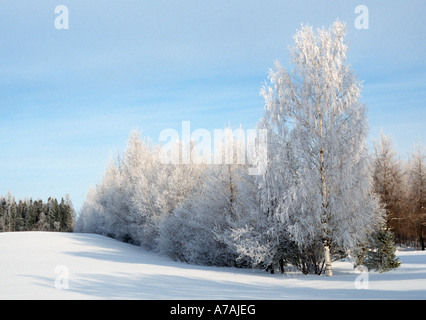 Eine Gruppe von stark mattierte Bäume in Quebec Stockfoto