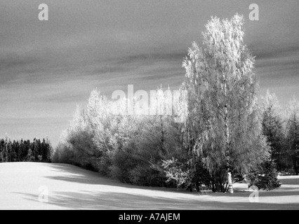 Frost bedeckt Silber Birken in Quebec Stockfoto