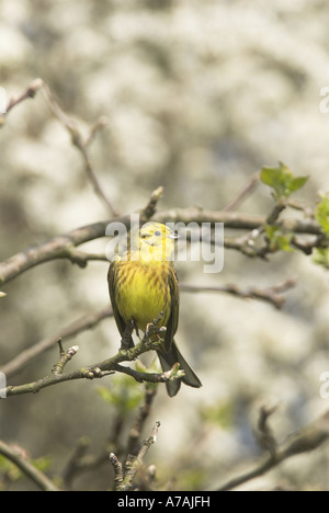 Goldammer Emberiza Citrinella männlich thront im Frühling Hecke Norfolk UK April Stockfoto