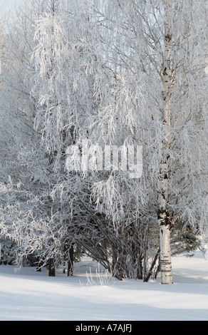 Frost bedeckt Silber Birken in Quebec Stockfoto