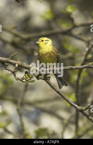 Goldammer Emberiza Citrinella männlich thront im Frühling Hecke Norfolk UK April Stockfoto