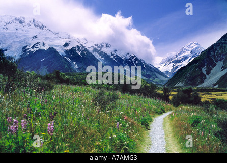 Frühlingsblumen in der Nähe von Mount Cook Neuseeland Stockfoto