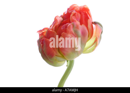 Pfirsich und orange farbigen Tulpe Stockfoto
