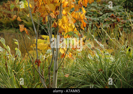 Pflanzen Pflanzen botanische Natur Natur Baum Baum Bäume Bäume Stockfoto