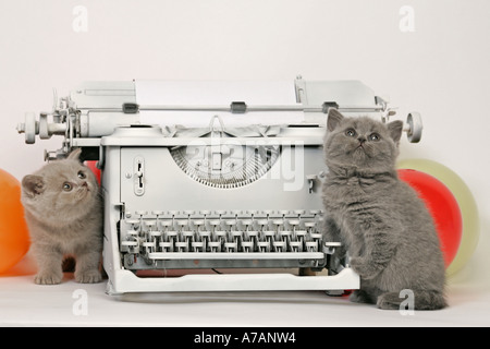 ZWEI KÄTZCHEN MIT EINER SCHREIBMASCHINE UND ORANGE LUFTBALLONS Stockfoto