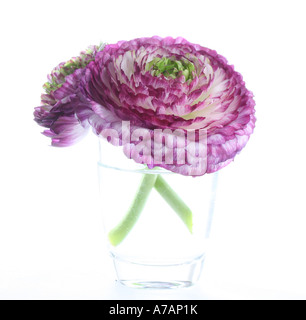 Zwei Ranunculus Blütenköpfe in ein Glas Wasser Stockfoto