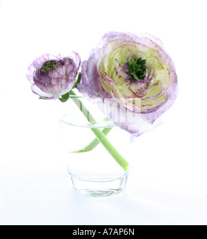 Zwei Ranunculus Blütenköpfe in ein Glas Wasser Stockfoto