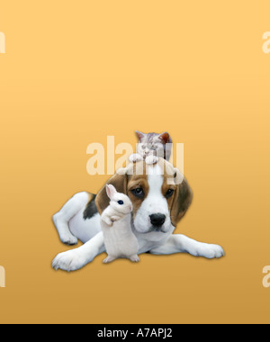 beste Freunde-AMICI-Kaninchen, Hund, Kätzchen Stockfoto