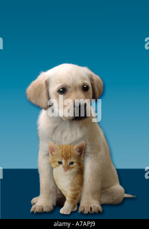 beste Freunde-Welpen und Kätzchen Stockfoto