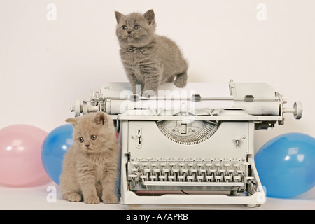 ZWEI KÄTZCHEN MIT EINER SCHREIBMASCHINE UND ORANGE LUFTBALLONS Stockfoto