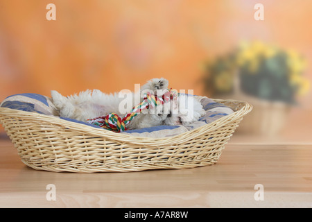 Gemischte Rasse Hund Welpe 10 Wochen in s Hundekorb mit Spielzeug Stockfoto