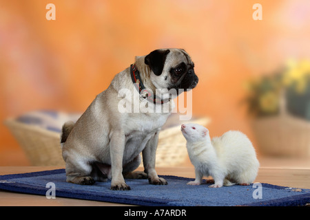 Mops und Frettchen Mustela Putorius Forma domestica Stockfoto