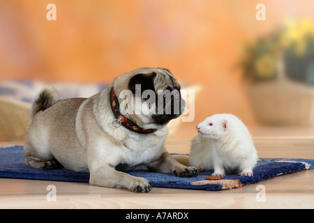 Mops und Frettchen Mustela Putorius Forma domestica Stockfoto