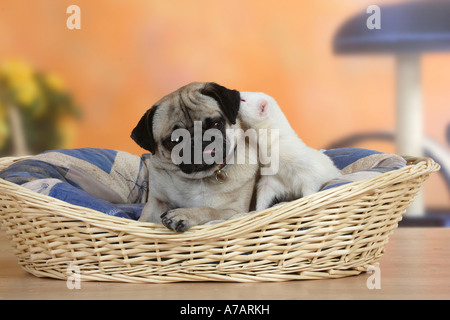 Mops und Frettchen in Hund s Korb Mustela Putorius Forma domestica Stockfoto