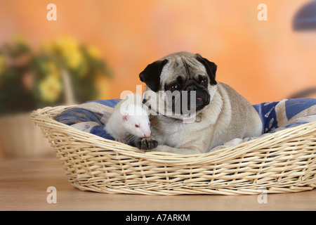 Mops und Frettchen in Hund s Korb Mustela Putorius Forma domestica Stockfoto