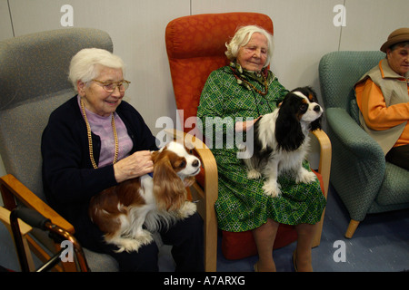 Ältere Frauen mit Cavalier King Charles Spaniel alten Menschen s Hause streicheln, streicheln Stockfoto