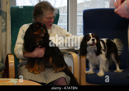 Ältere Frau mit Cavalier King Charles Spaniel Stockfoto