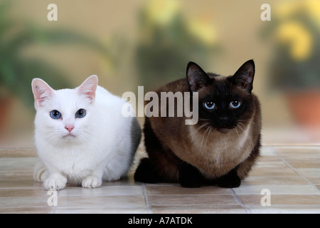 Orientalisch Kurzhaarkatze weiß und klassische Siamkatze Stockfoto