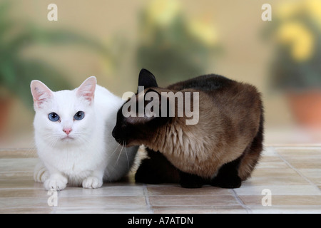 Orientalisch Kurzhaarkatze weiß und klassische Siamkatze Stockfoto