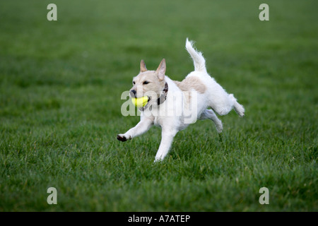 Parson Russell Terrier Kugel Stockfoto