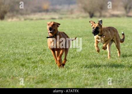 Rhodesian Ridgeback und Mischling Hund Stockfoto