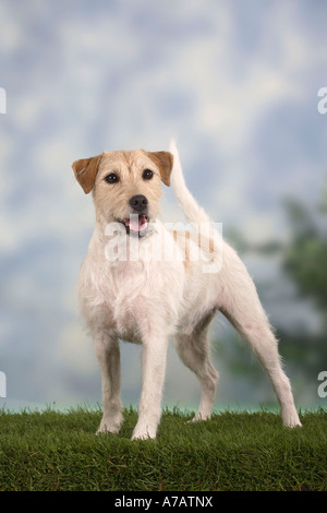 Parson Russell Terrier Stockfoto