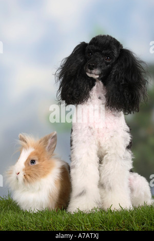 Miniatur Pudel Harlekin und Löwe Mähne Zwerg Kaninchen Stockfoto