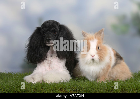 Miniatur Pudel Harlekin und Löwe Mähne Zwerg Kaninchen Stockfoto