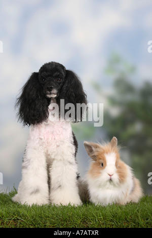 Miniatur Pudel Harlekin und Löwe Mähne Zwerg Kaninchen Stockfoto