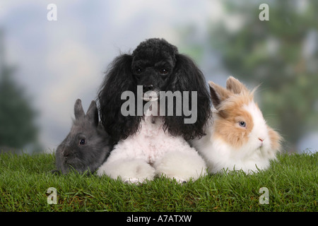 Miniatur Pudel Harlekin und Löwe Mähne Zwerg Kaninchen Stockfoto