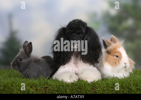 Miniatur Pudel Harlekin und Löwe Mähne Zwerg Kaninchen Stockfoto