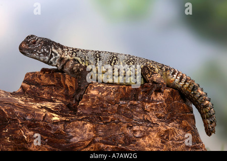 Afrikanische stacheligen angebundene Eidechse Dornschwanzagamen Acanthinura Dornschwanzagamen Acanthinurus lernten Mastigure Agama-Seite Stockfoto