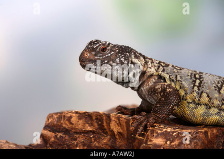 Afrikanische stacheligen angebundene Eidechse Dornschwanzagamen Acanthinura Dornschwanzagamen Acanthinurus lernten Mastigure Agama Stockfoto