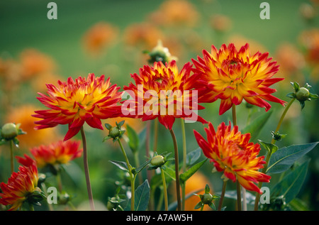 Semicactus Dahlien Aloha Dahlia x cultorum Stockfoto