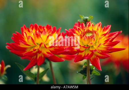 Semicactus Dahlien Aloha Dahlia x cultorum Stockfoto